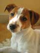 la jack russell Tina en photo en gros plan.